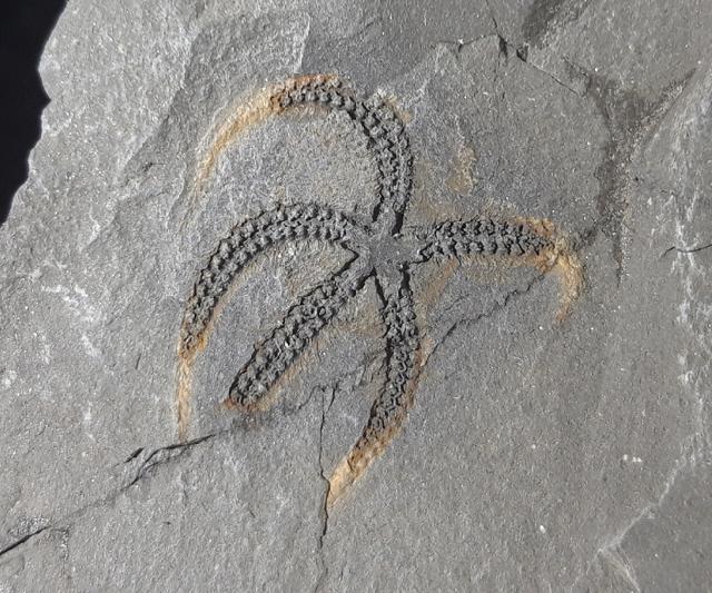 Ophiura sp. LAMARCK 1801 - Bild © FossNet FossilienStore